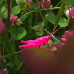 Rare Pink Grasshopper Discovered by Amateur Photographer in Welsh Garden