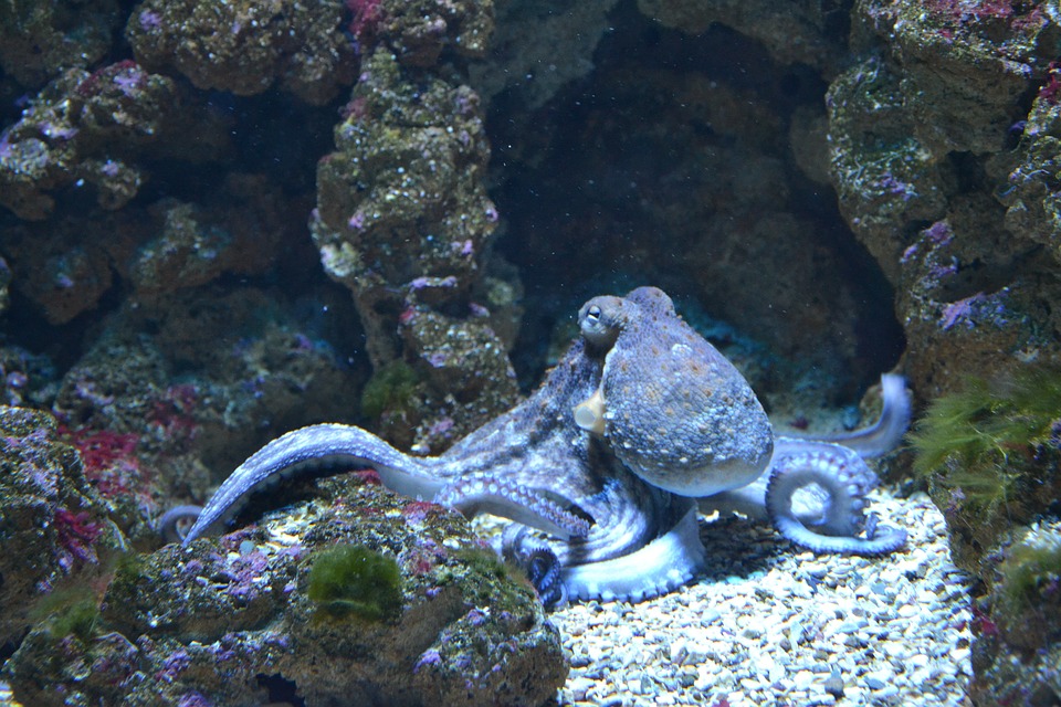 Octopus with Three Hearts Surprises Scientists and Reinforces Alien Theories (The Daily Beast)