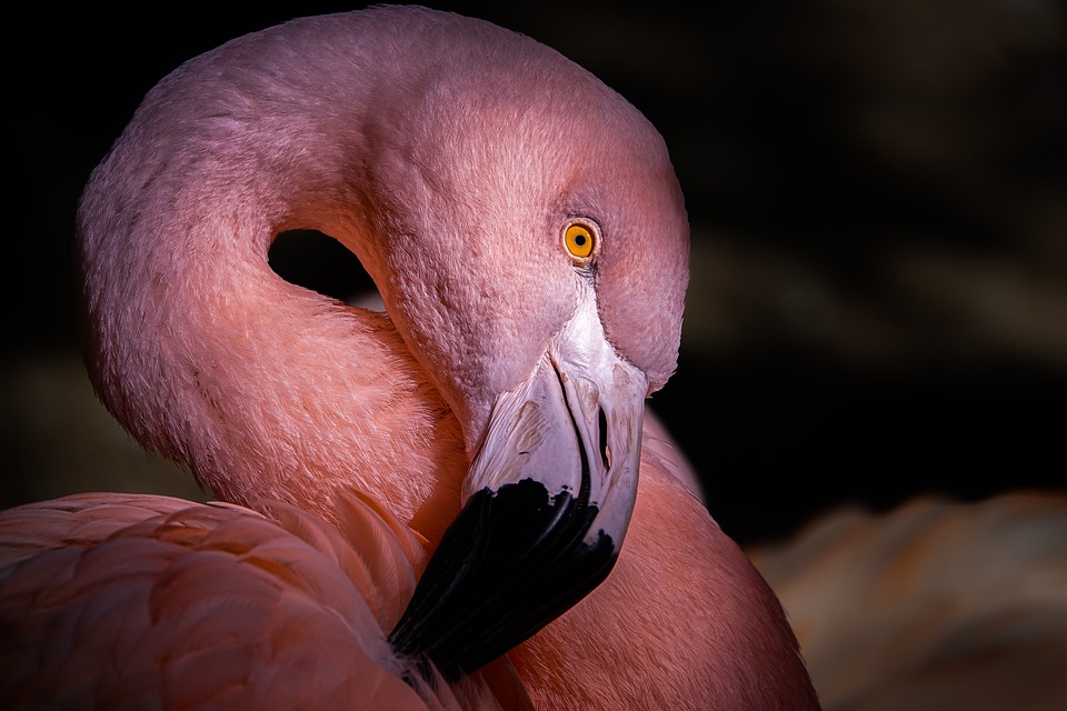 Flamingos Don’t Look Happy (or don’t look right) Either