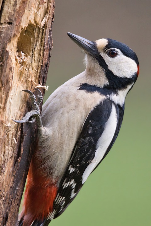 Woodpeckers Help Map Ancient Methuselah Bristlecone Tree’s Age — But Ecological Protection Is Key to Limit Risks