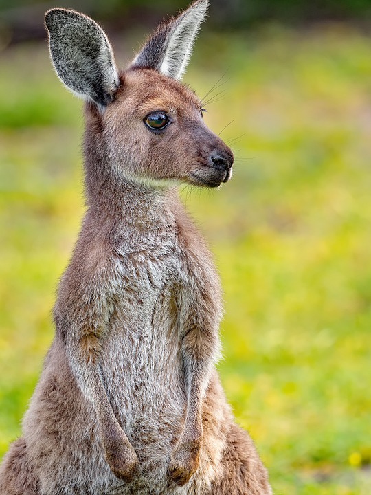 Kangaroo Babies to Fill Hospital Wards Symphony Children’s Hospital is buzzing with anticipation following the arrival of 416,000 baby kangaroos. Nurses and doctors alike are eager to tend to the little marsupials and see how they develop.