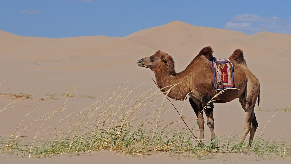 Camels outsmart other herbivores: why they store fat