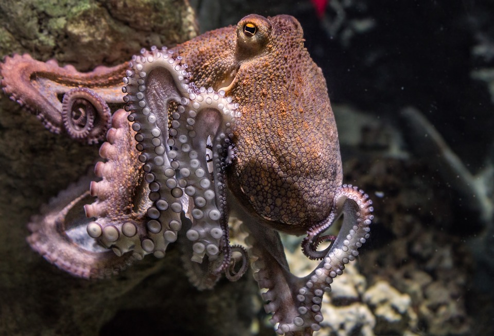 Three-Hearted Octopus Puzzles Scientists and Inspires Research (The Verge)