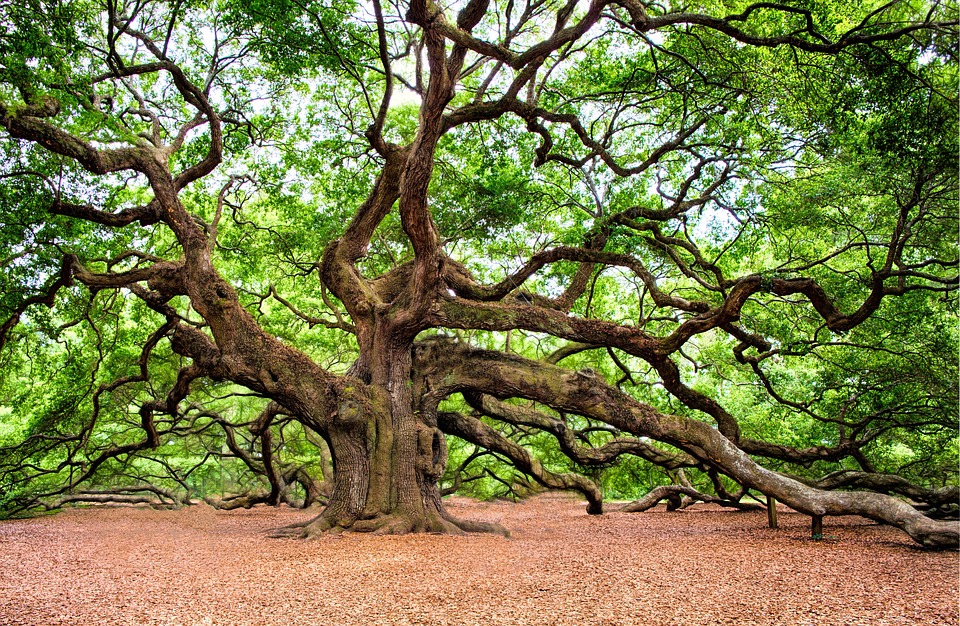 400 Million-Year-Old Tree Found in the Arctic Circle