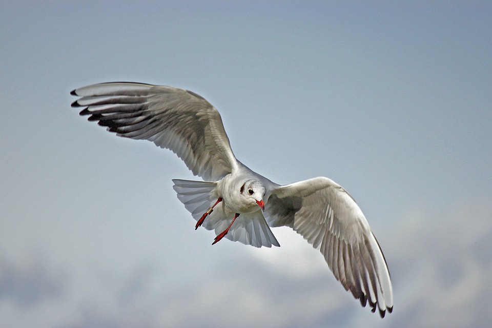 Soaring skies: How the BVI boasts Britain’s highest flying population