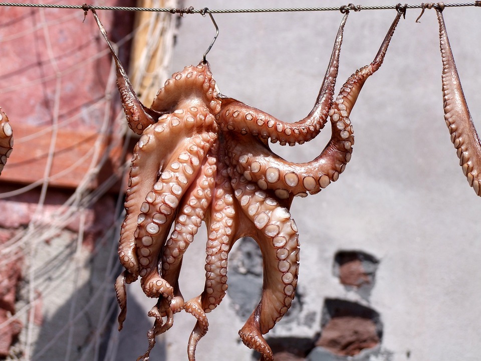 Octopuses With Three Hearts Put to the Test for Speed Running (Popular Science)