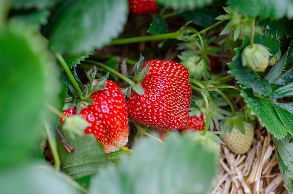 Strawberries: The Other Berries That Aren’t Actually Berries