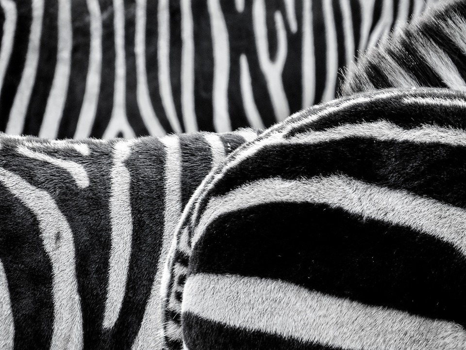 Striped Skin: When it comes to wild animals, it’s not just the fur that makes them stand out, but also their skin patterns, which can be variously striped and spot-marked.