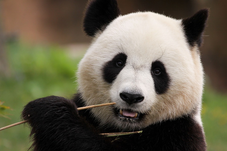 Panda Perplexities: Unearth the Most Incredible Secrets of the Gentle Giants!