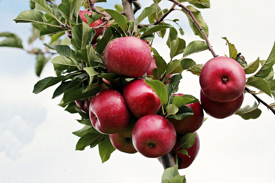 From Apples to Gravity: Exploring the Intriguing Life and Work of Isaac Newton