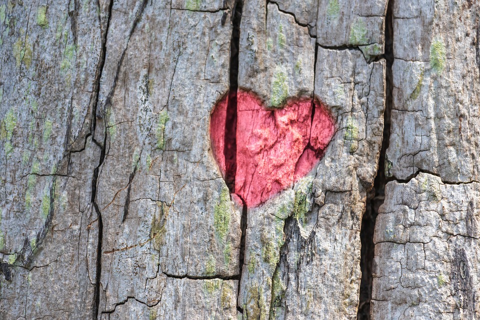 The Heart of Nature: Discovering the Surprising Biodiversity of Costa Rica