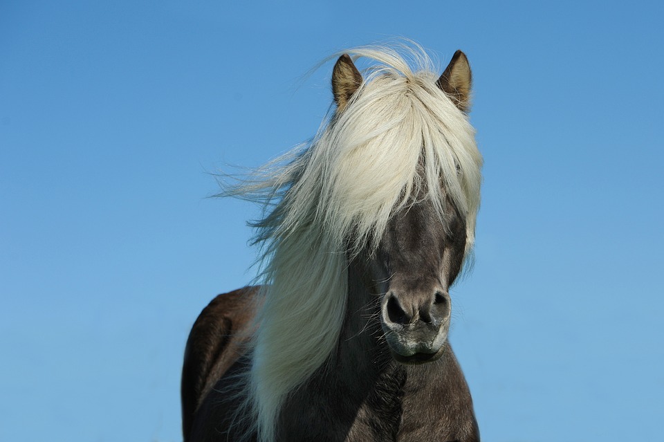 The Lion’s Mane: New Discoveries in Lifespan and Health