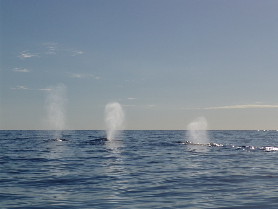 Humpback Dolphins: Costa Rica’s Underwater Allies Protect Pods from Predators