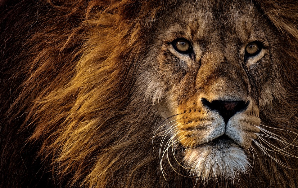 Lion Paws: An In-Depth Look at the Role They Play in Hunting and Play