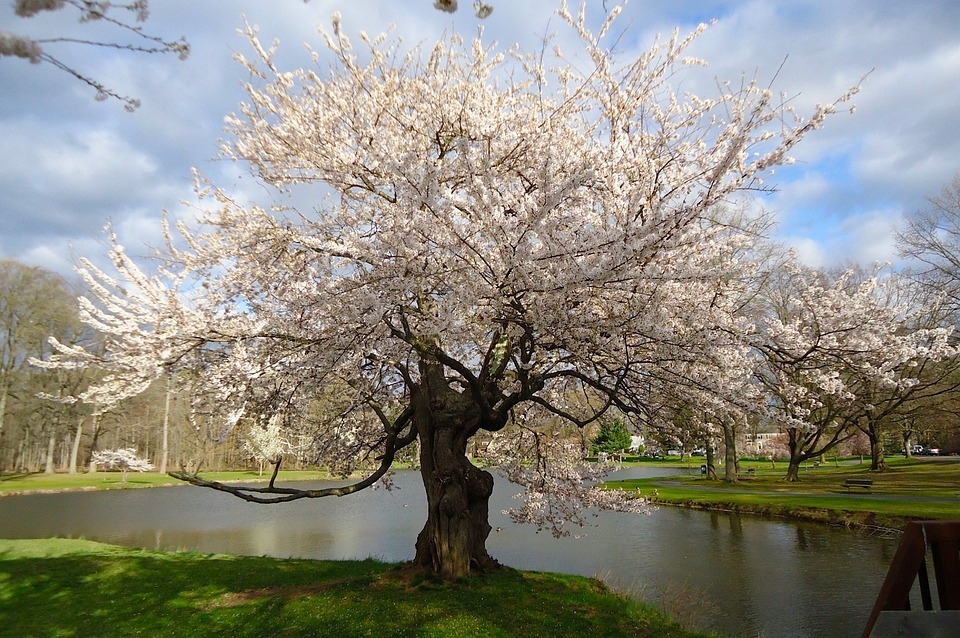 New Jersey Wildlife Wonders: Unveiling Its Rich Biodiversity and Conservation Efforts