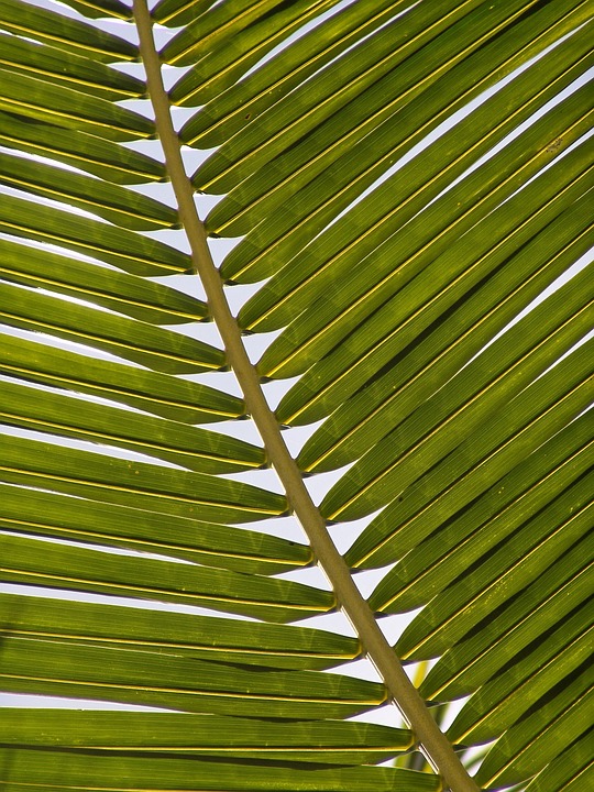 The Palm and the Phoenix: The Resilient Ecosystems of Hawaii’s Forests and Reefs