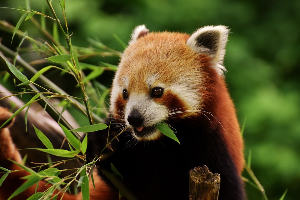 Red Panda Facts That Will Enthrall Flora and Fauna Enthusiasts