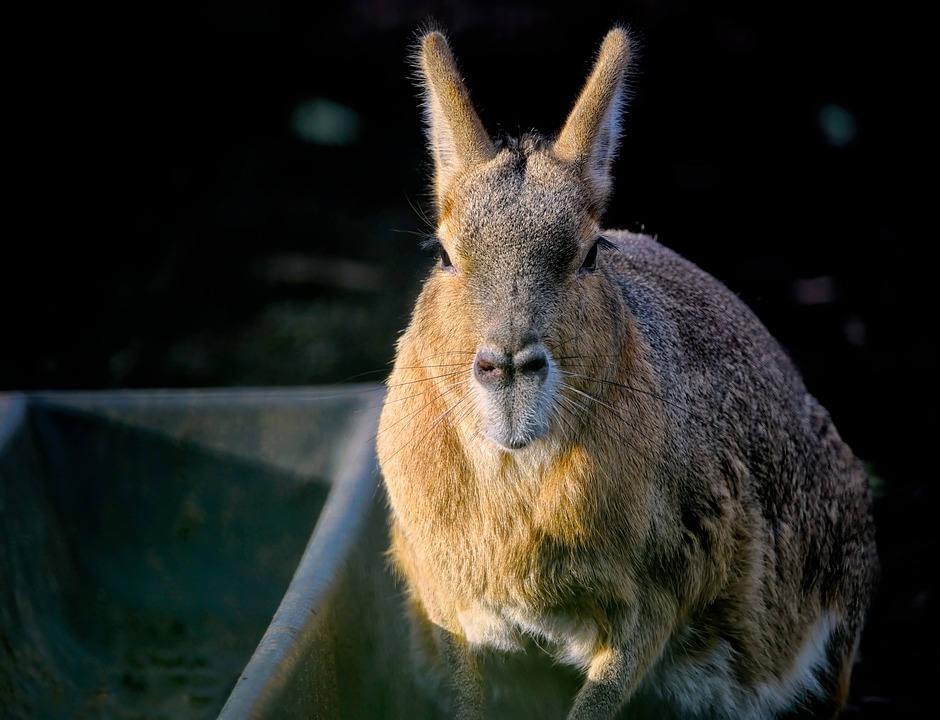 Patagonian Marvels: A Narrative of Ecological Diversity and Sun-Kissed Glaciers