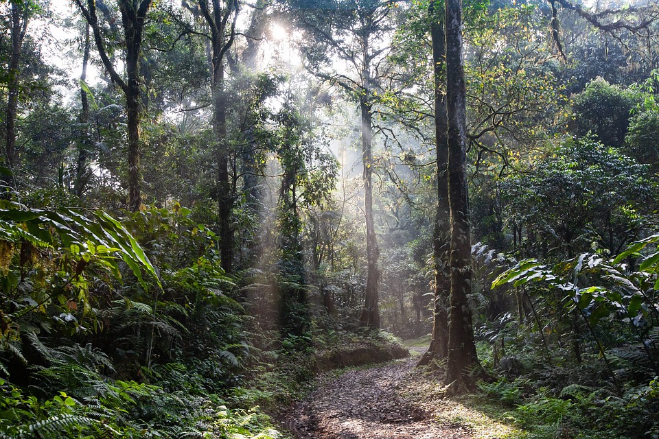 A Rainforest Kingdom: Unveiling Costa Rica’s Ecological Superpowers