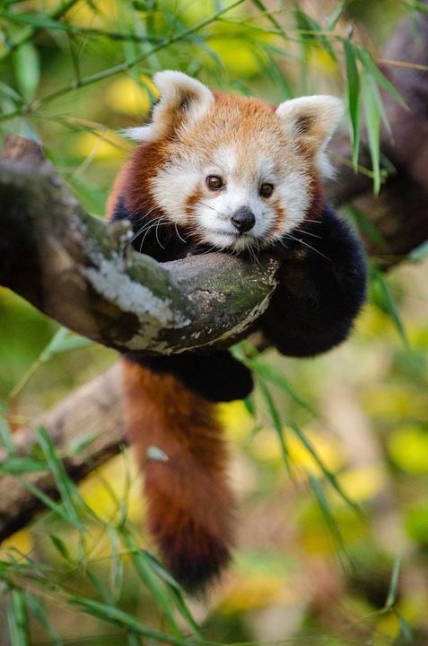 Why Red Pandas are the Forest Ambassadors: A Deep Dive Into Their Eccentric Lives