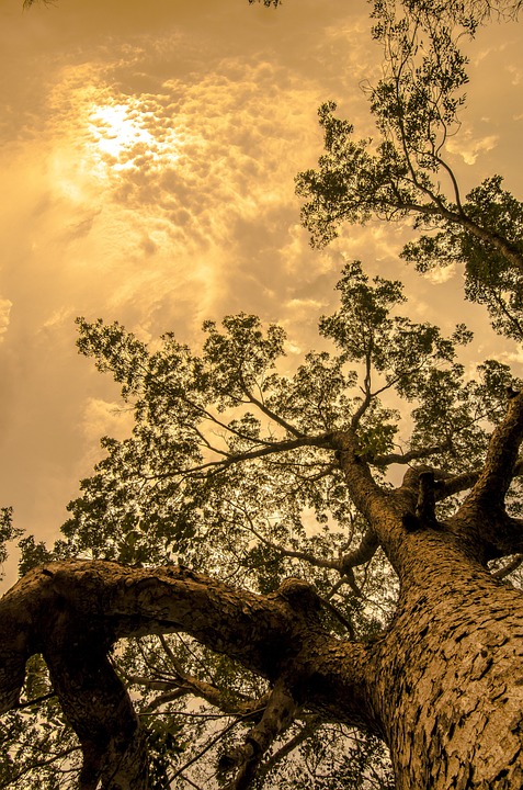 Beyond the Canopy: Intriguing Facts About Tropical Rainforests You May Not Have Known