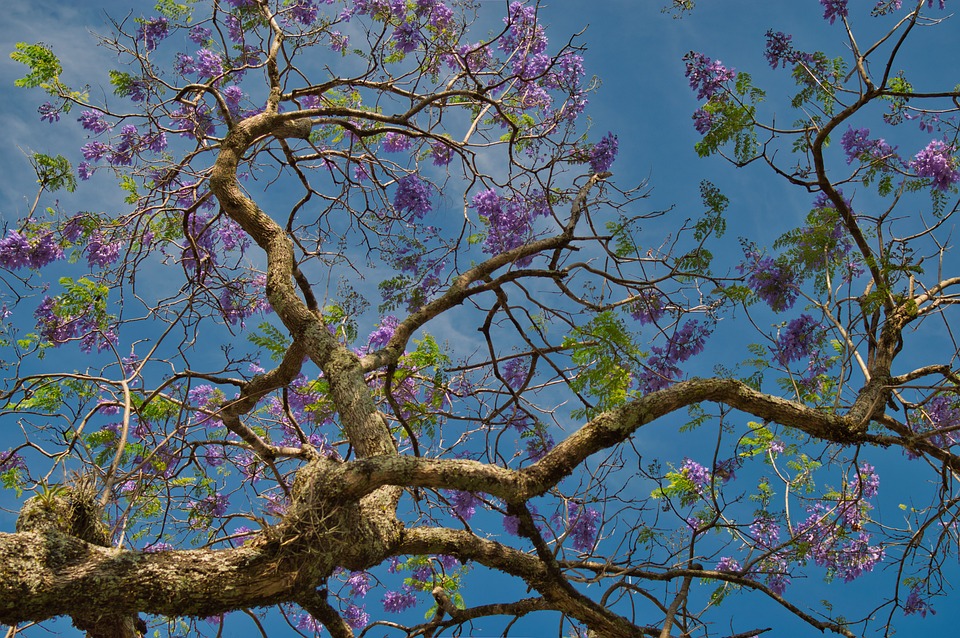 Costa Rica’s Unique Wildlife: Uncovering Lesser-Known Endangered Species in the Rainforest