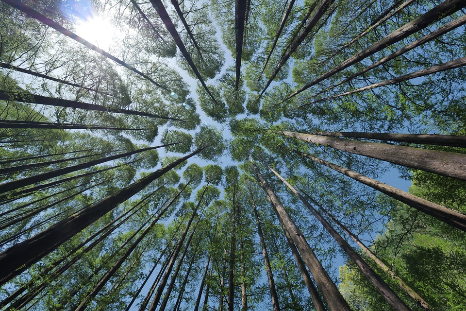 Canopy Life: Exploring Ecuador’s Stunning Sky Forest Adventures.