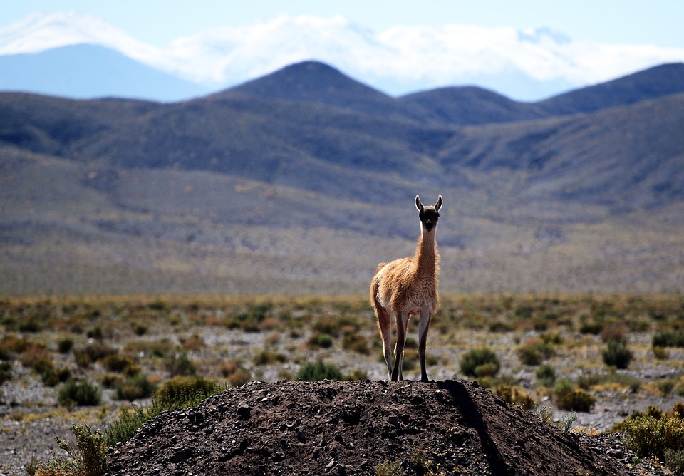 Chile’s Lush Rainforests, Bountiful Wineries and Golden Tapas: An Exploration of Chilean Culture