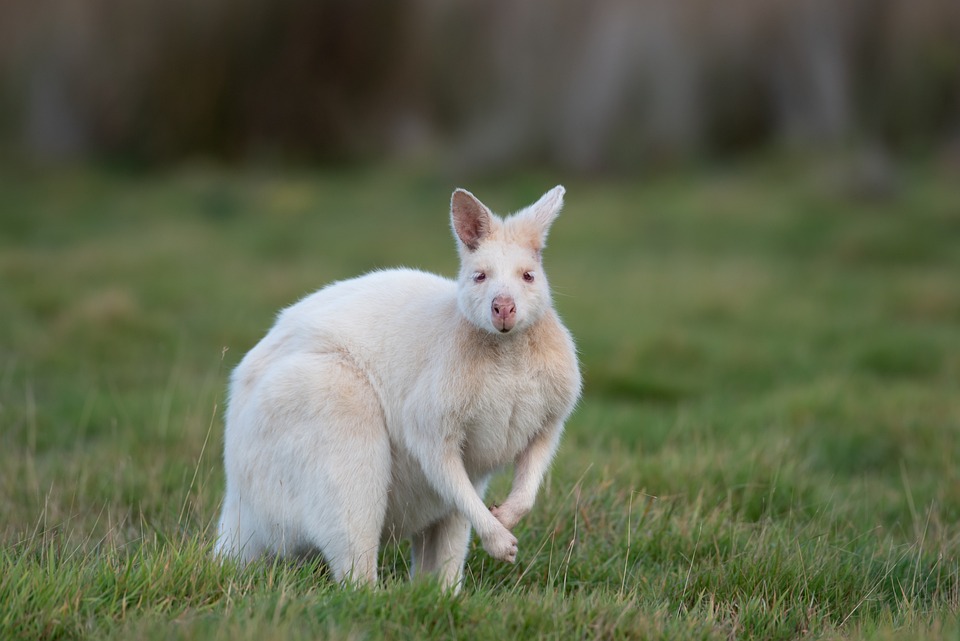 Unraveling the Genetic Code: Remarkable Similarities between Wolves and Dogs Discovered