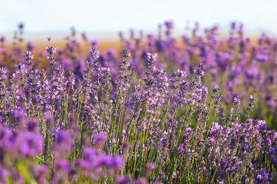 From Lavender Fields to Lakes: Quirky Facts About Italy’s Diverse Natural Beauty