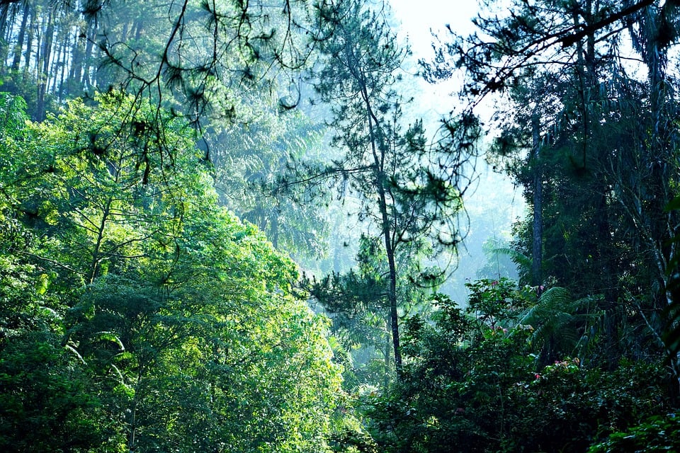 Sunshine and Surprises: Surprising Facts About California’s Remarkable Wildlife & Ecology